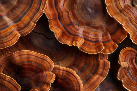 Can Reishi Help You Sleep Better? What the Research Actually Says