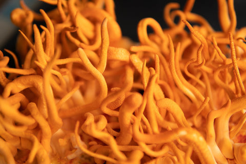 Cordyceps vs Ashwagandha: Which Adaptogen Is Better for Energy, Stress, and Performance?