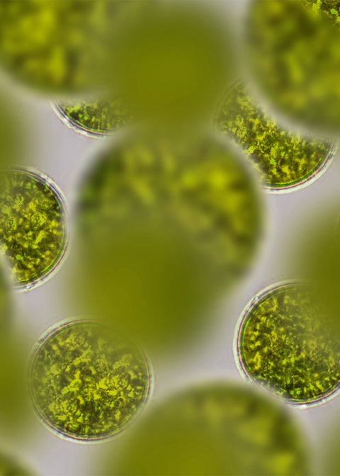 High Bioavailability For Real Impact