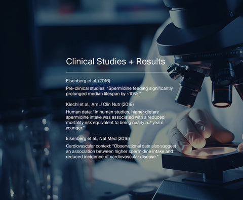 Clinical studies on Spermidine a rare compound with longevity-linked benefits overlaid on a green background with circular shapes.